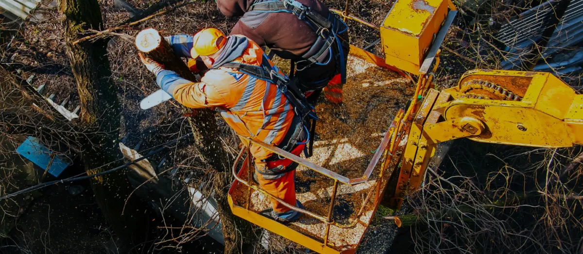 AA Tree Service professional equipment and team